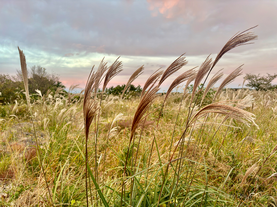 Stone Park Jeju South Korea 10  Print