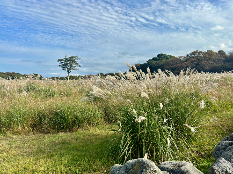 Stone Park Jeju South Korea 2  Print