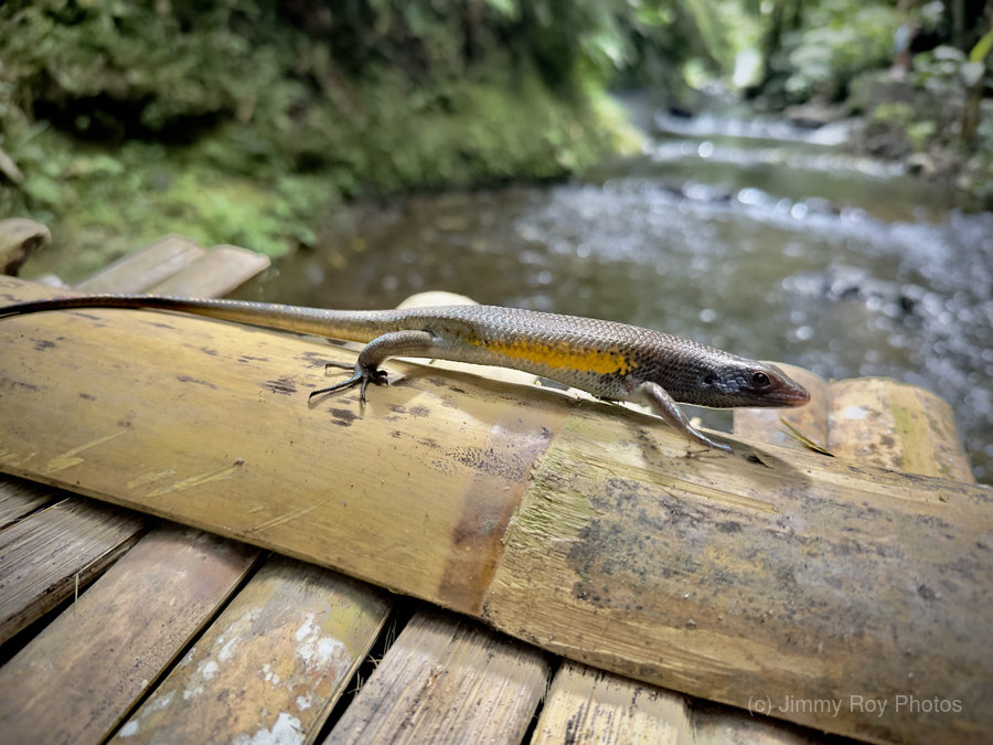 The Lizard Munduk Bali  Print