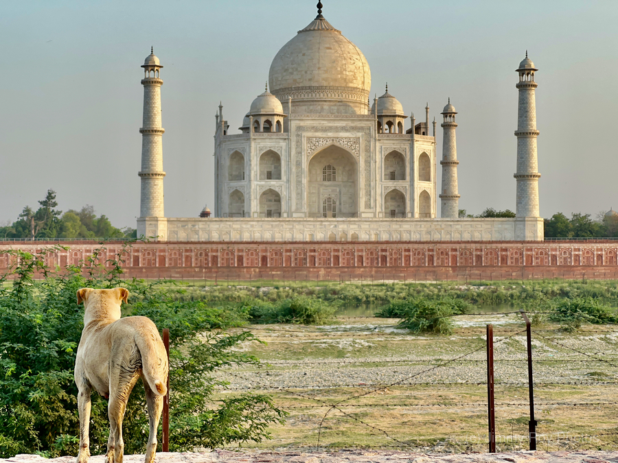 The Taj Mahal Collection 9  Print