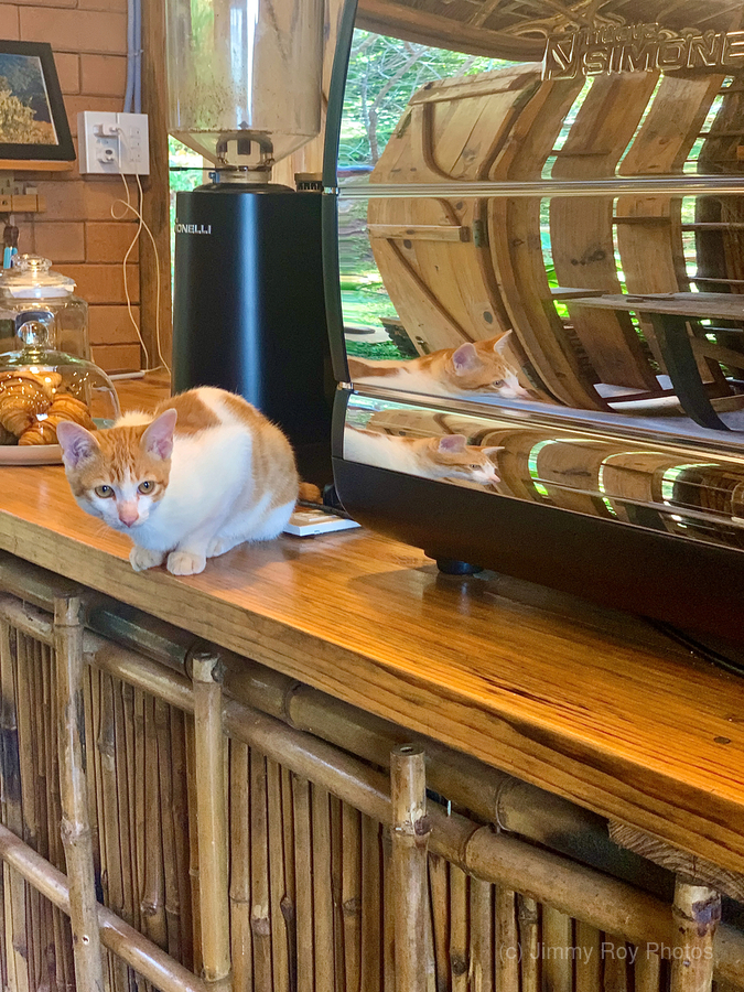 A Cat Named Cappucino  Print