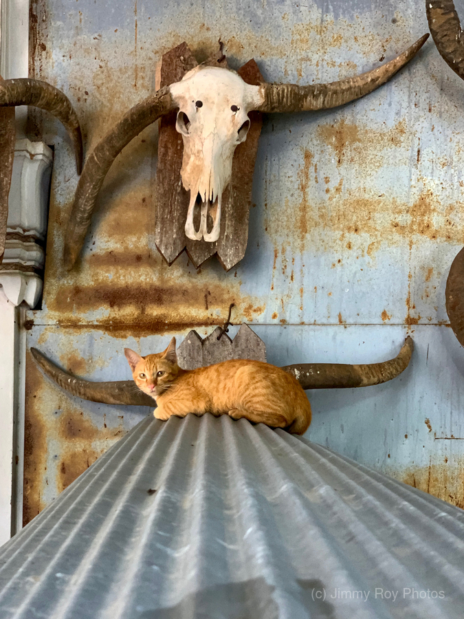 A Cat with Horns  Print