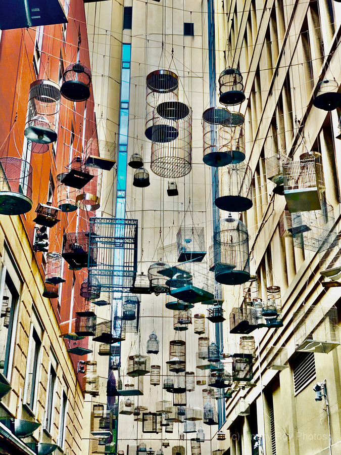 All the Cages  Print