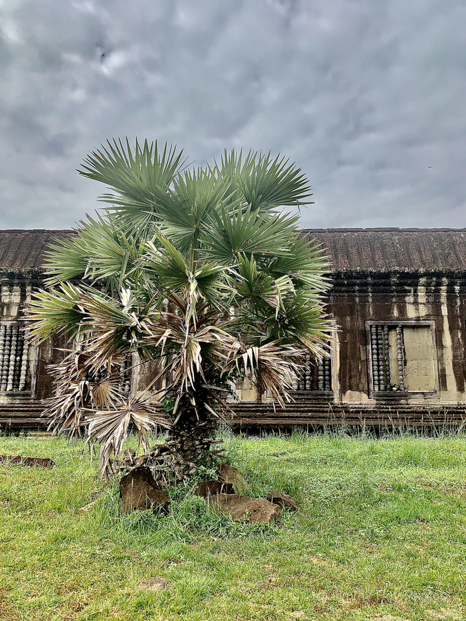 Angkor Wat Temple 16  Print