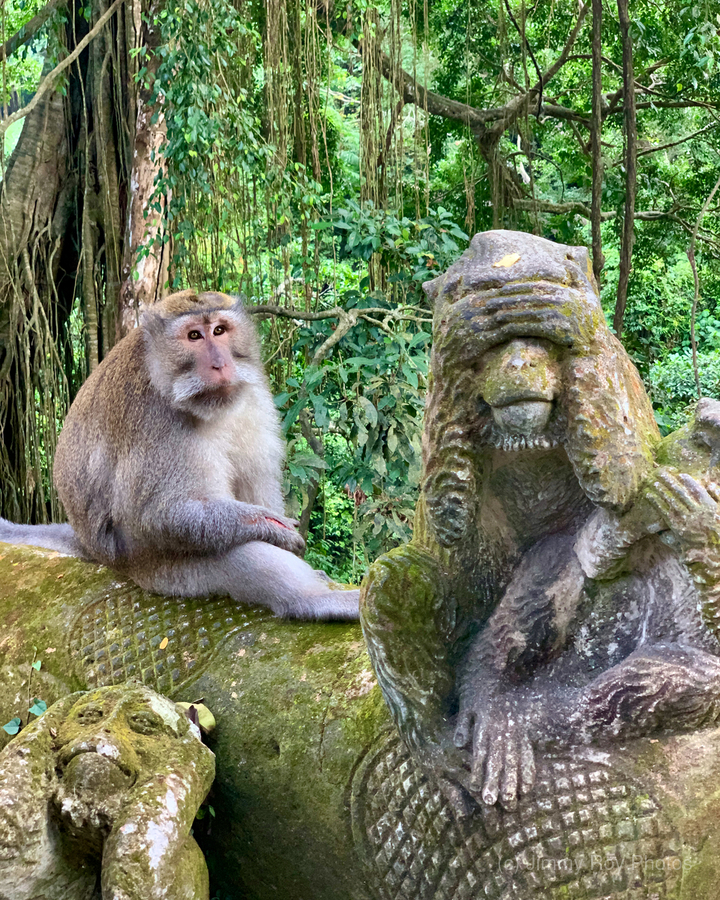 Are you for Real Monkey   Print