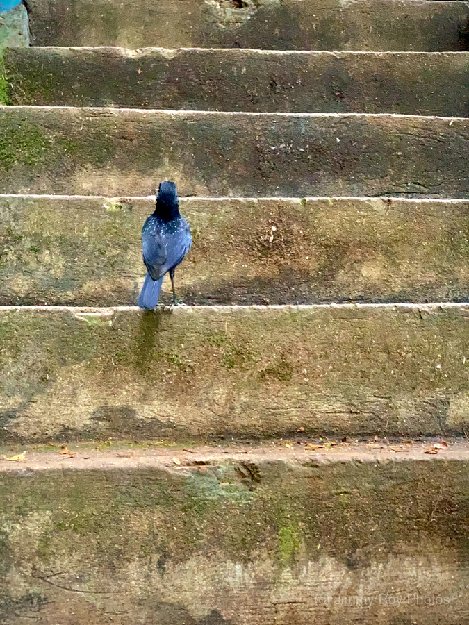 Bird Climbing the Stairs  Print