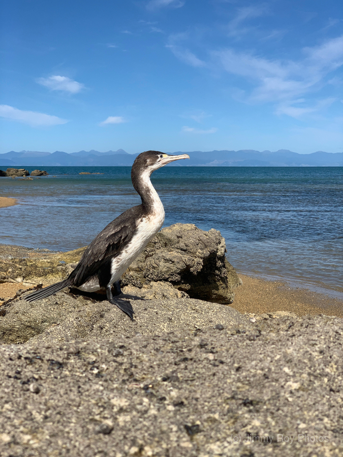 Bird Looking Straight Ahead  Print