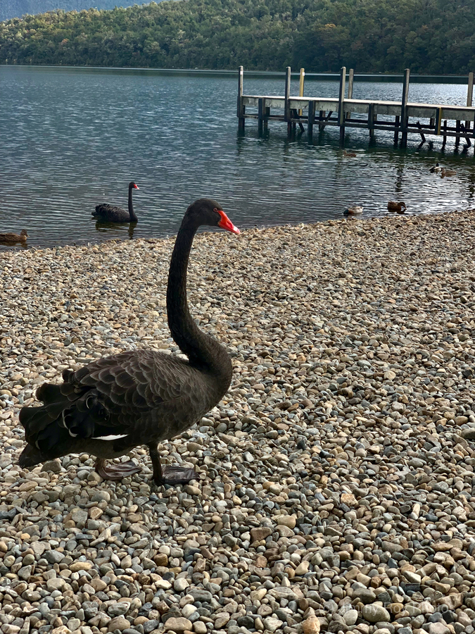 Black Swan by the Lake  Print