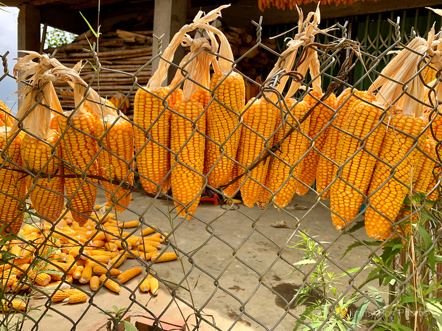 Corn Hanging on the Fence  Print