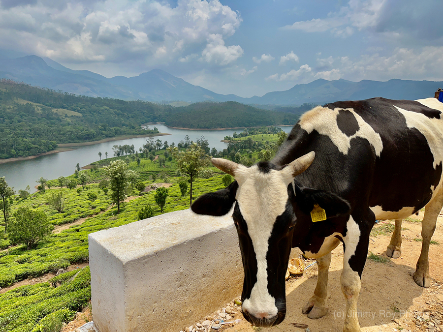 Cow with a View  Print