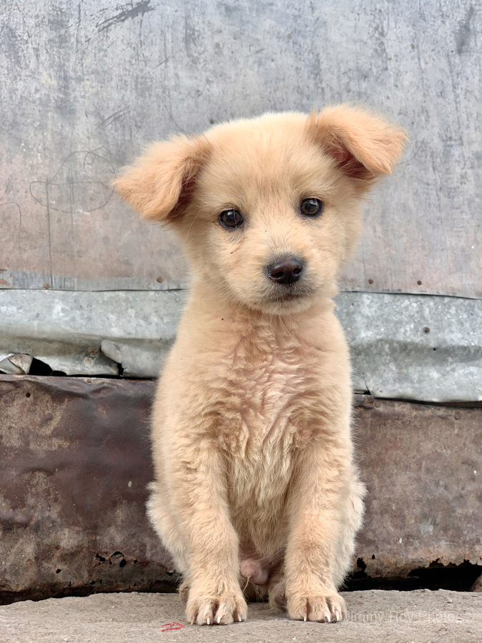 Cutest Puppy Ever Posing  Print