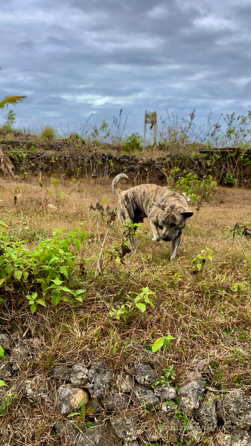 Dog in the Field  Print