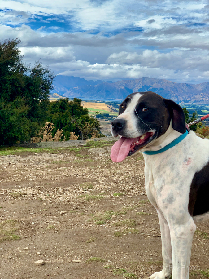 Dog on Mount Iron New Zealand  Imprimer