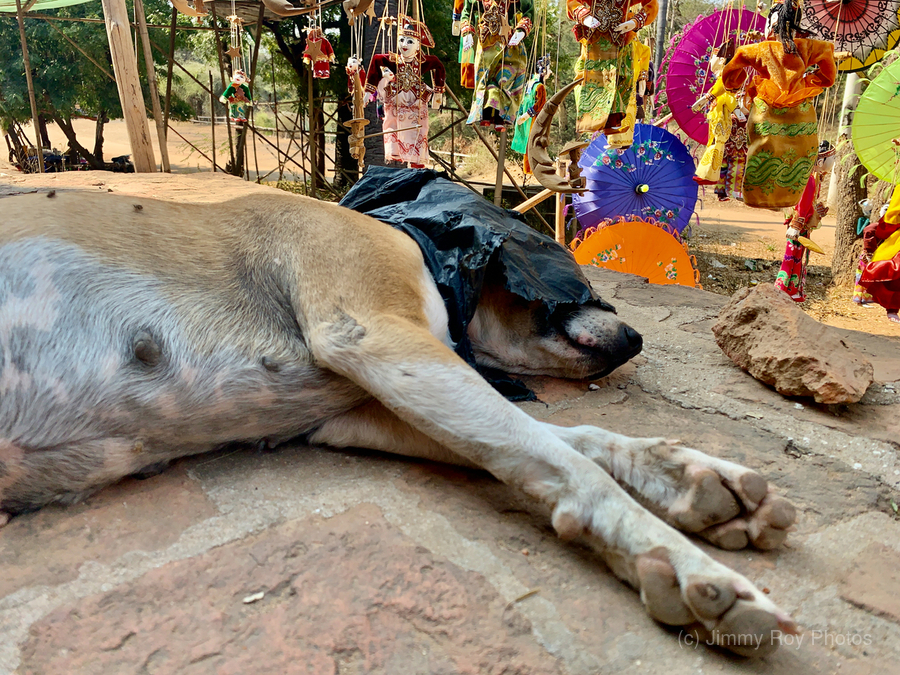 Doggie Afternoon Nap  Print