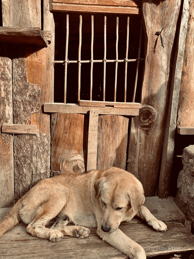 Doggy in Jail  Print