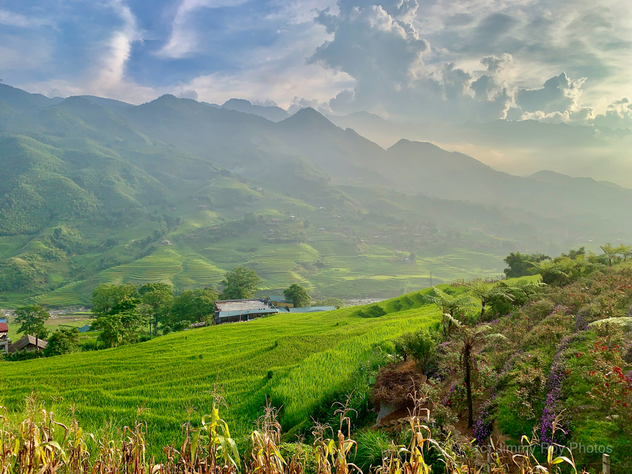 Dreamy Sunset Over the Rice Fields 2  Print