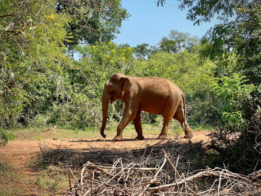Elephant in the Wild  Print
