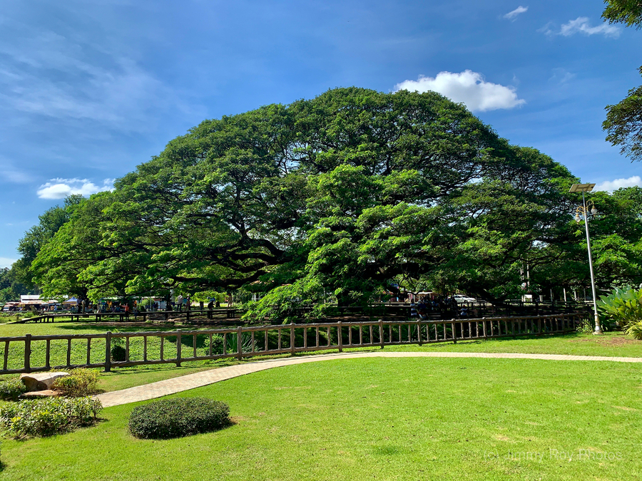 Giant Raintree 2  Print