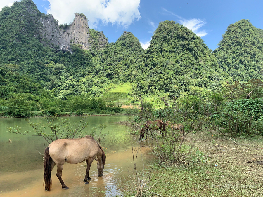 Horses in Paradise  Print