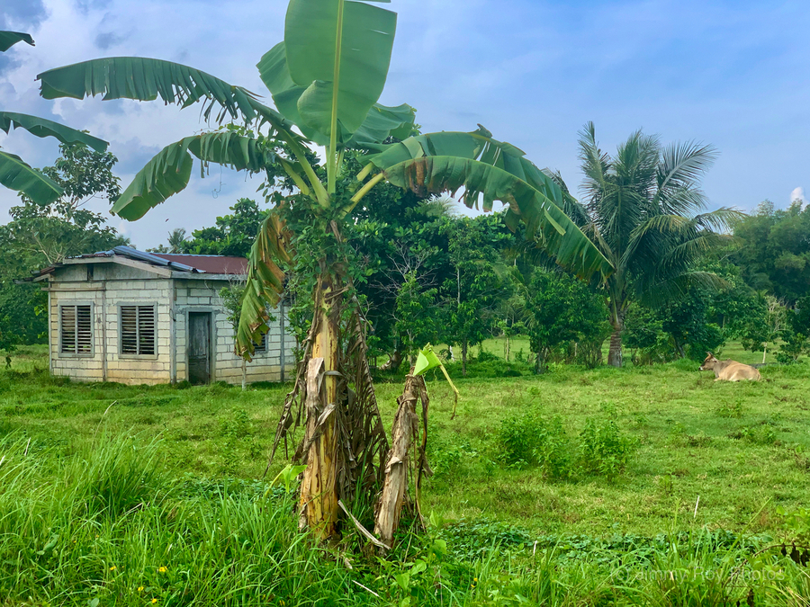 House on the Farm in the Philippines 1  Print