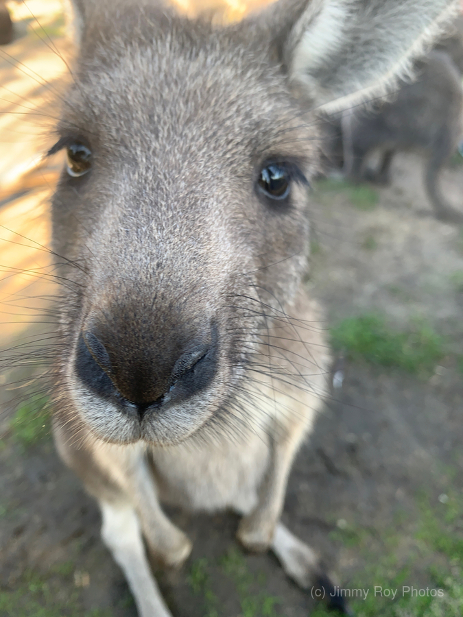 Kangaroo Close Up  Print
