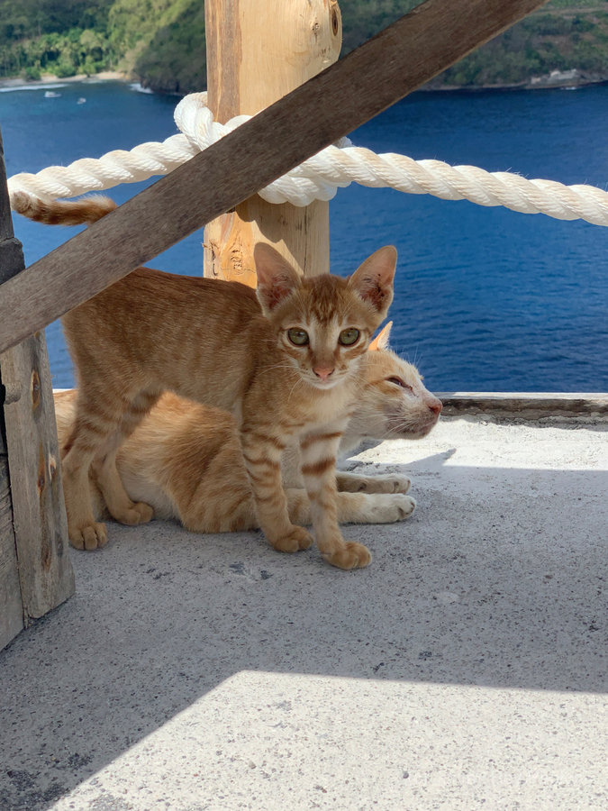 Kitties with a View  Print