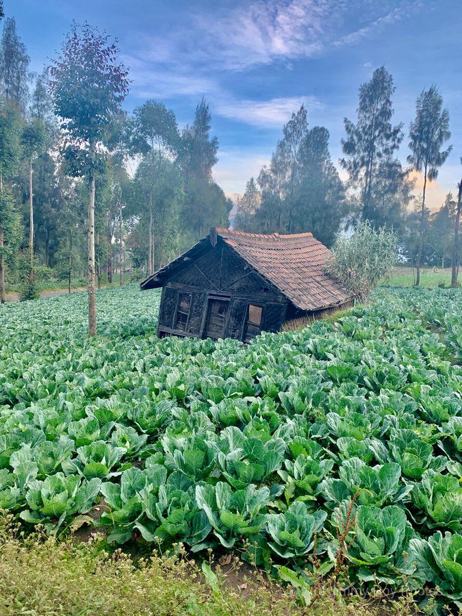 Little Cabbage House  Print