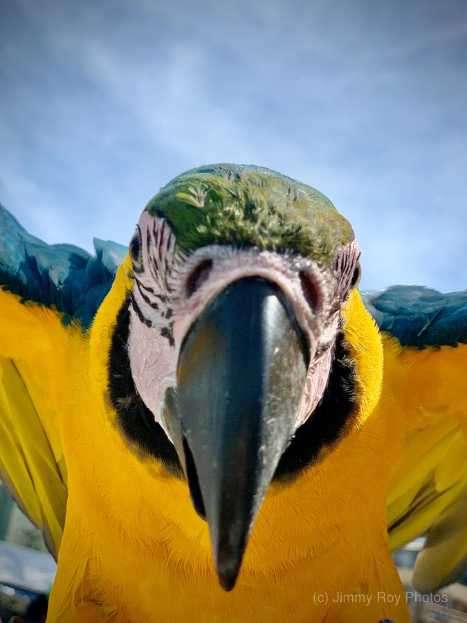 Macaws Close up  Print