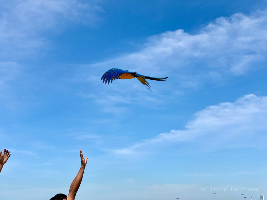 Macaws with Hands  Print