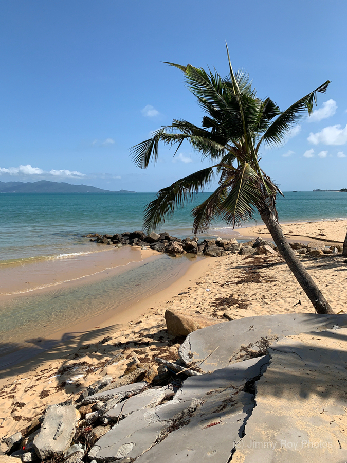 Mini Palm Tree  Print