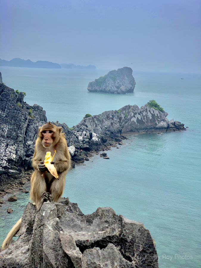 Monkey Eating a Banana  Print