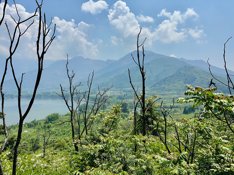 Mountains Behind the Branches  Print