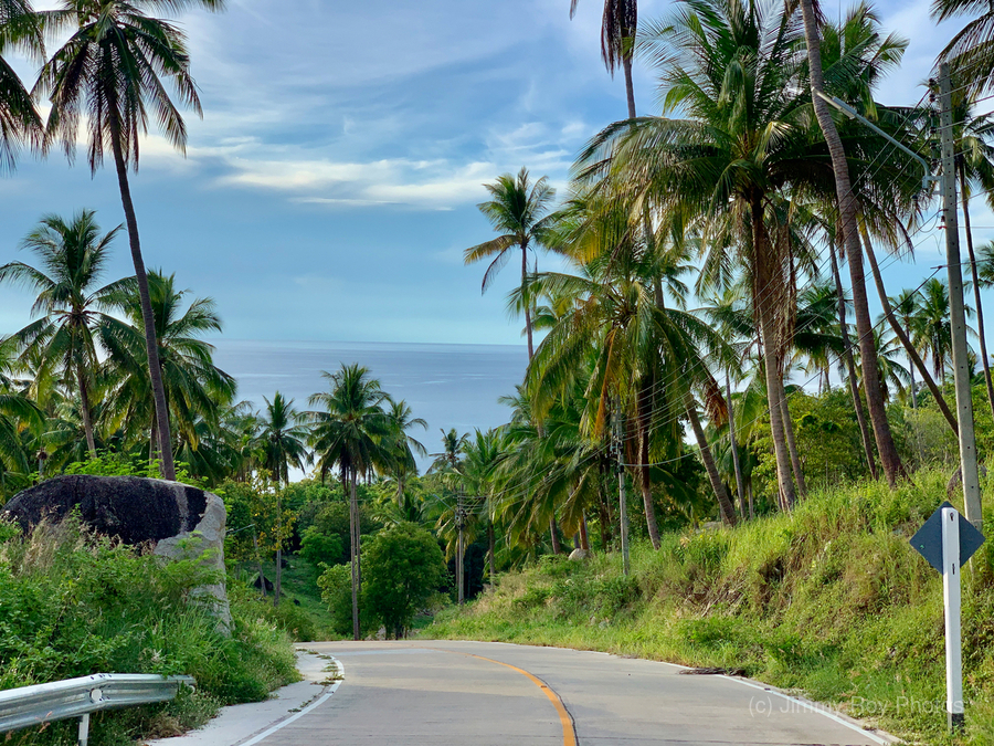 Palm Tree Road  Print