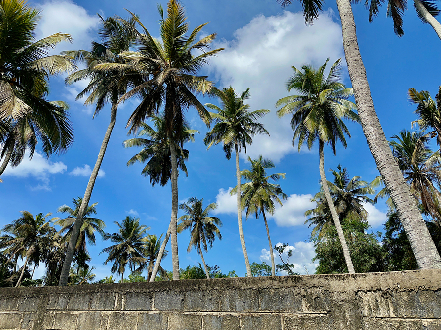 Palm Trees behind the Wall  Print