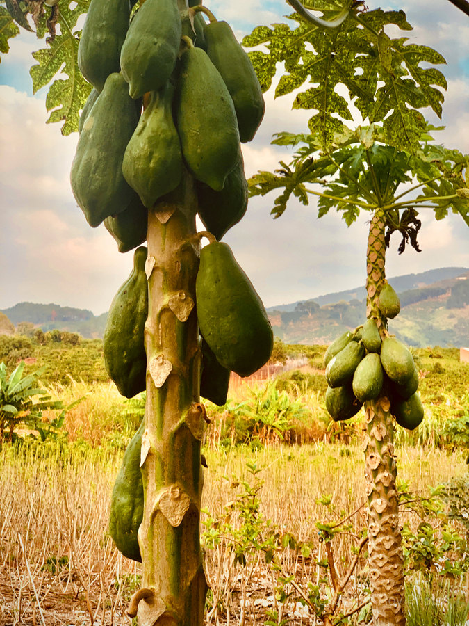 Papaya Trees  Print