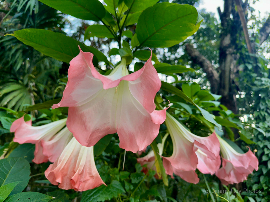 Pink Bell Flowers  Print