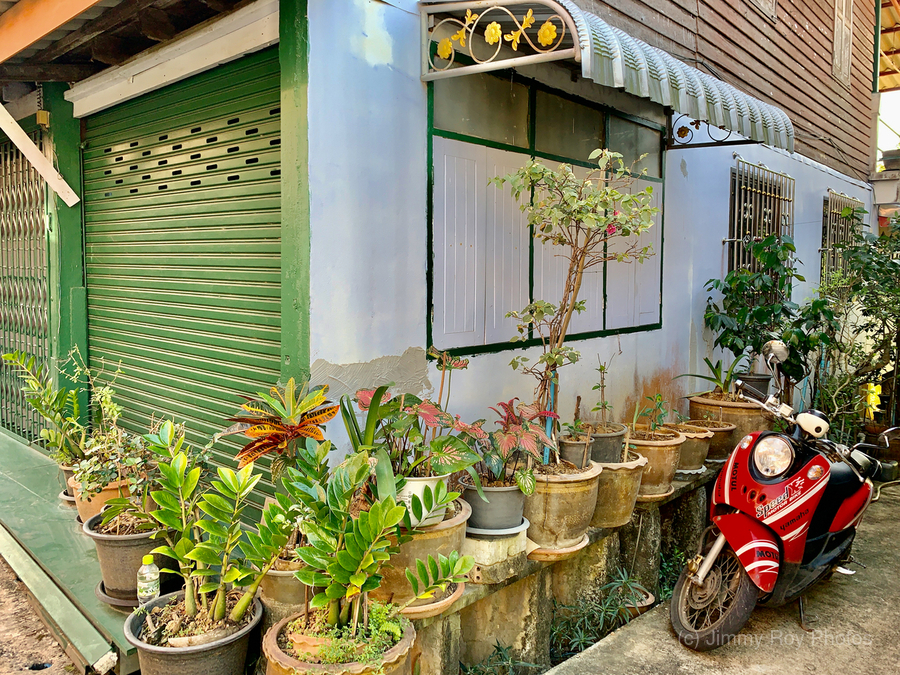 Plants on the Corner  Print