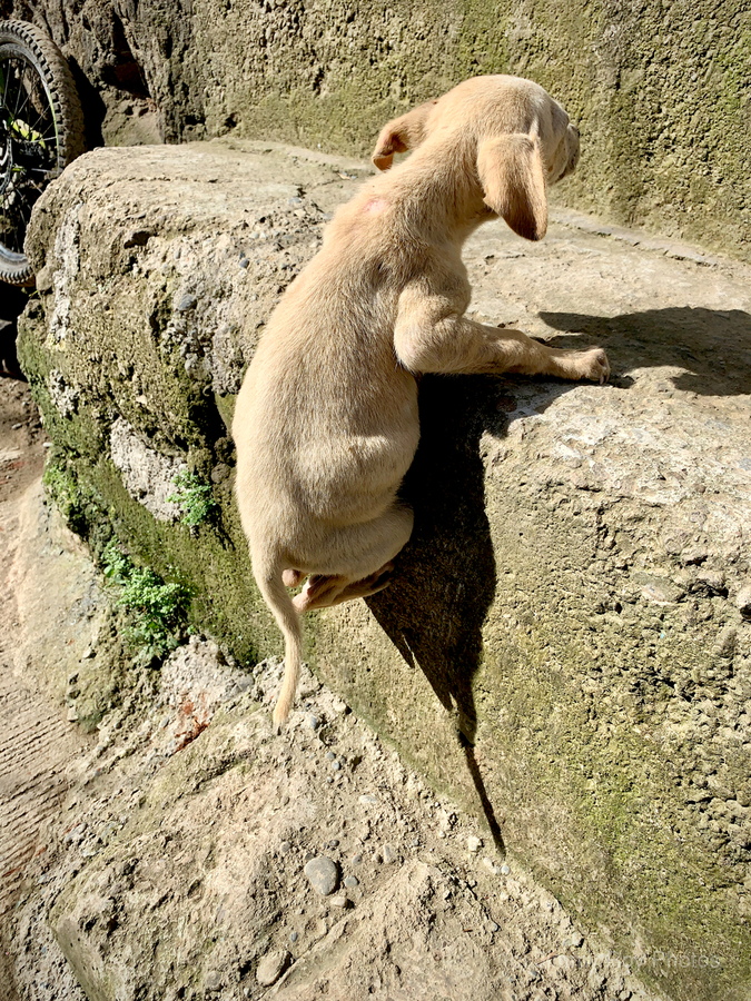 Puppy s efforts  Print