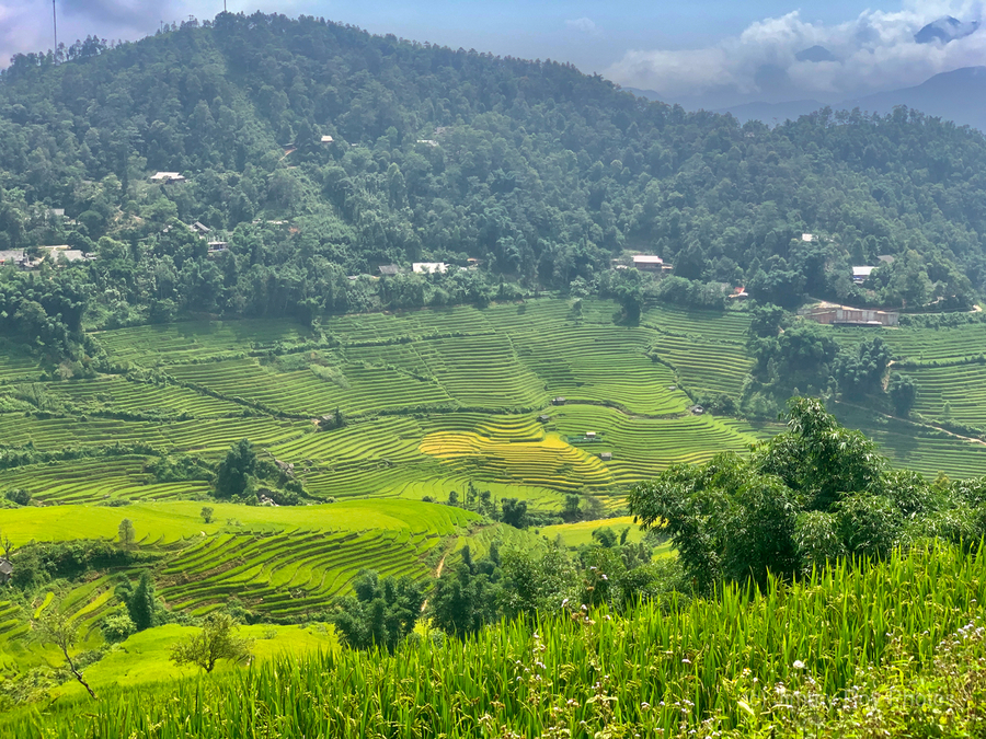 Rice Fields in Sapa 1  Print