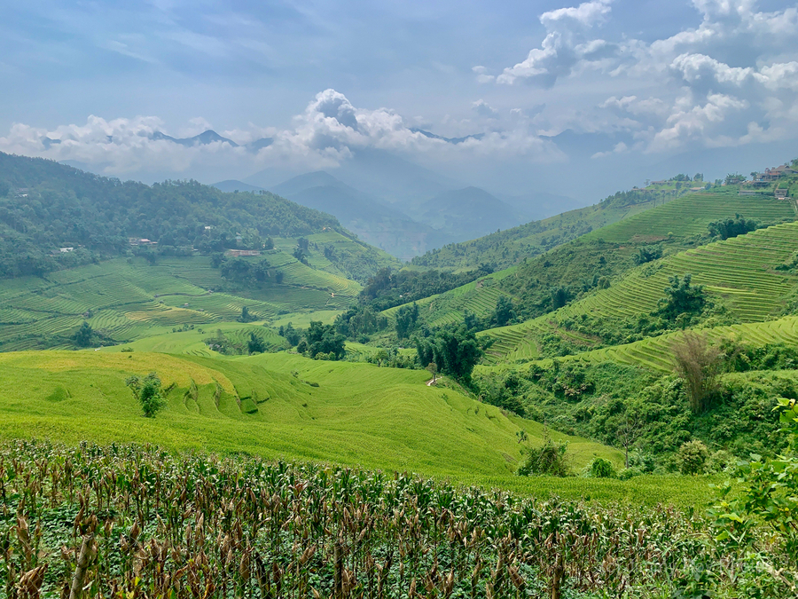 Rice Fields in Sapa 3  Print