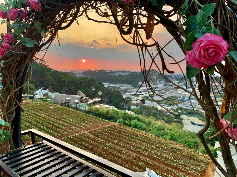 Ring of Roses for Sunset  Print