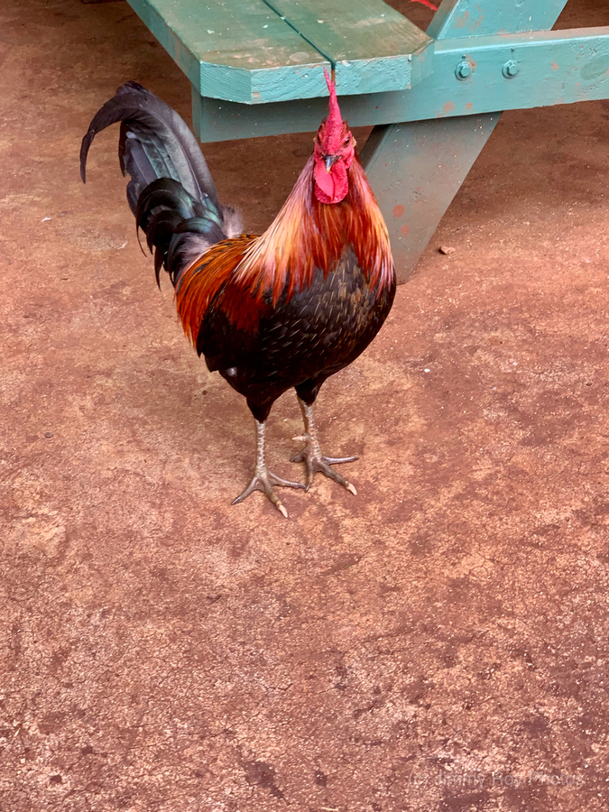 Rooster by the Table  Print