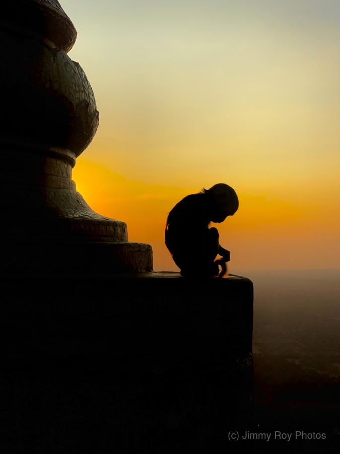 Meditative Monkey at Sunset  Imprimer