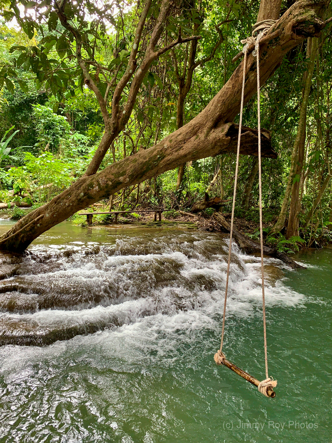 Swing in the Jungle  Print