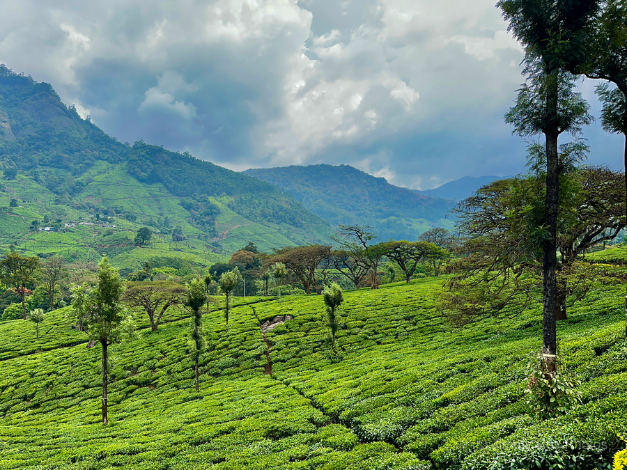 Tea Plantation Wonders  Print