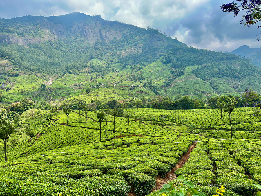 Tea Plantations 2  Print
