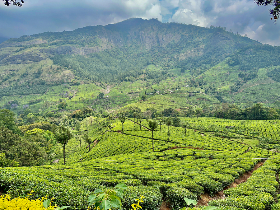 Tea Plantations 3  Print