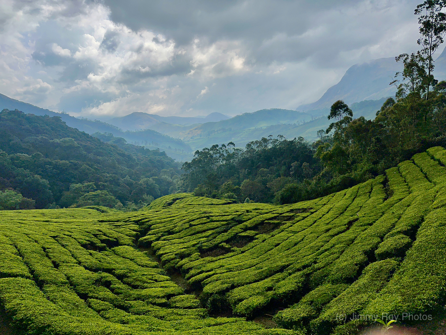 Tea Plantations 5  Print