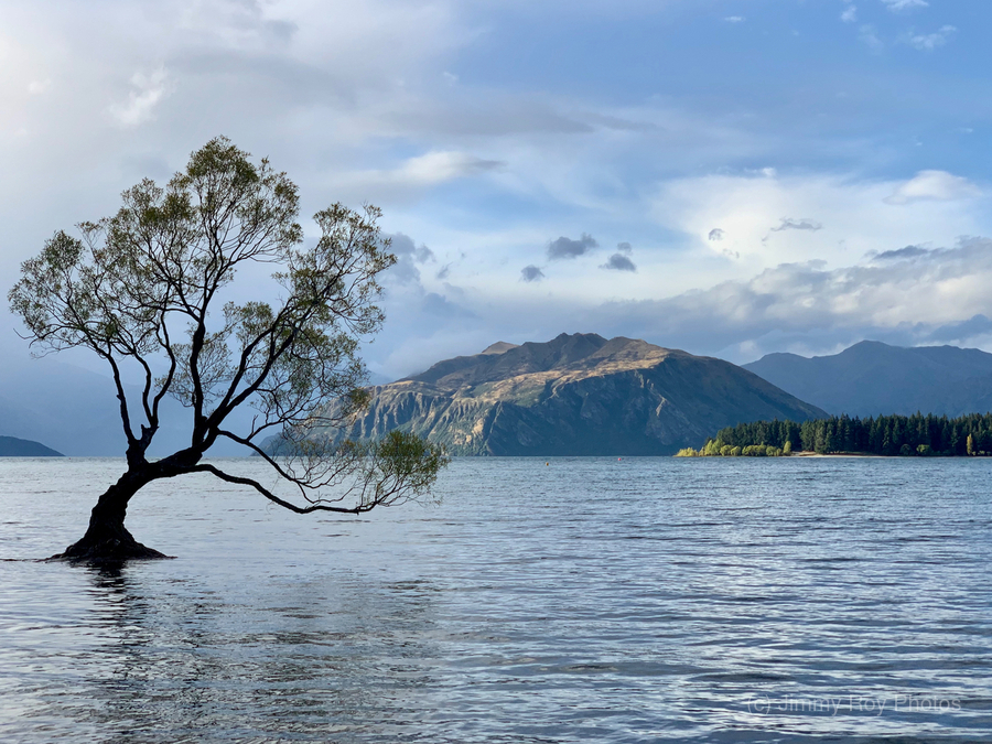 The Wanaka Tree New Zealand  Print