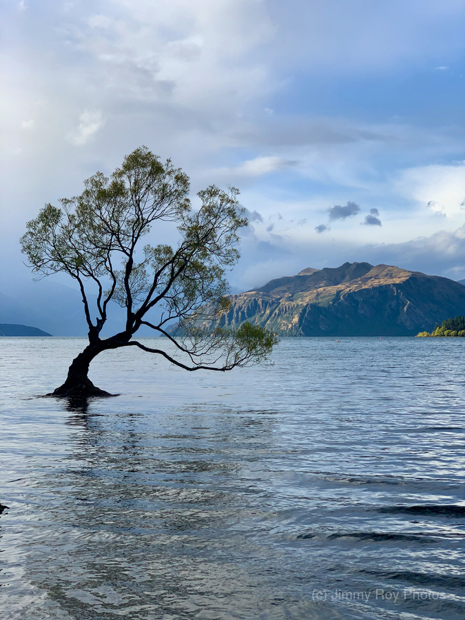 The Wanaka Tree New Zealand 2  Print